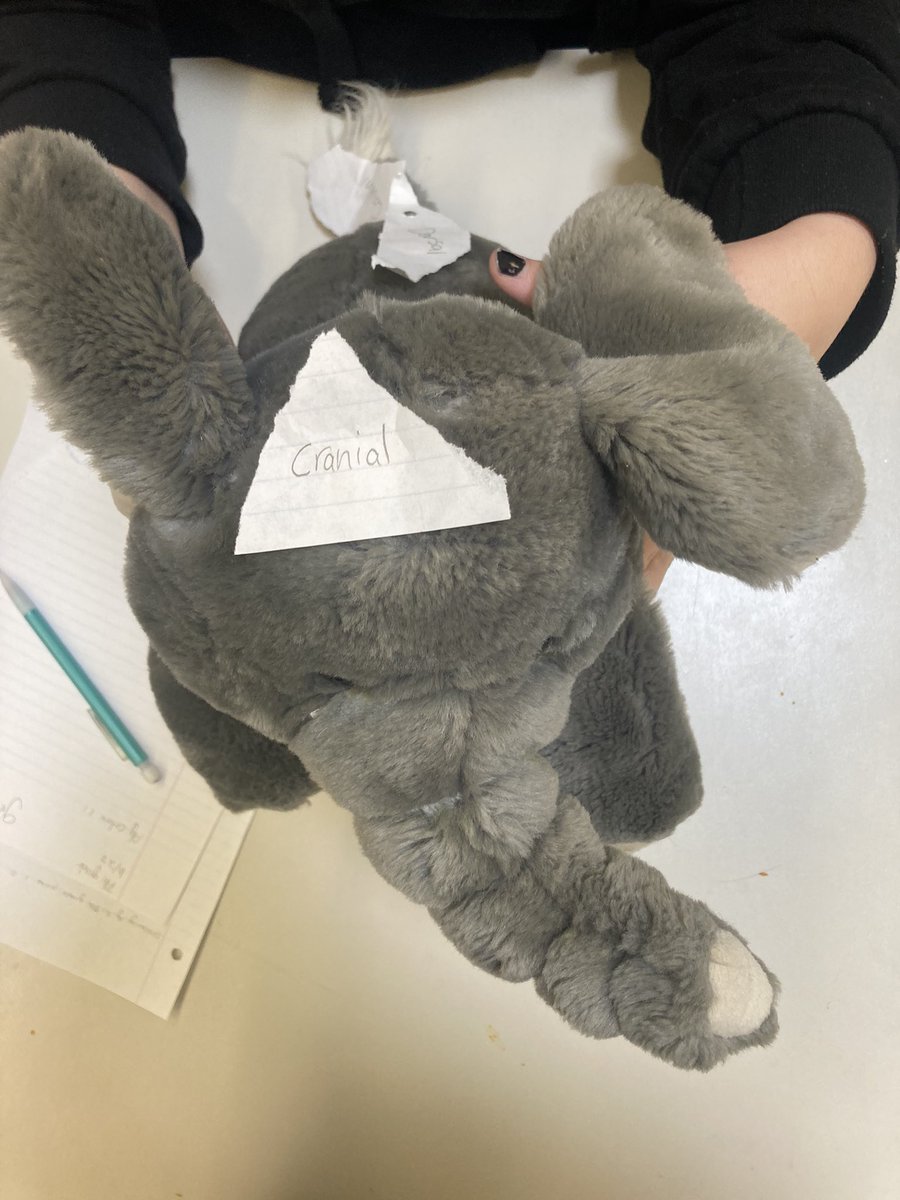 MsStauffer's tweet photo. Students in Discovering Ag 1 &amp; 2 practiced labeling directional terminology and basic animal bones on stuffed animals today! Do you know what the tail bones in an animal are called? https://t.co/HVnHIjERkQ