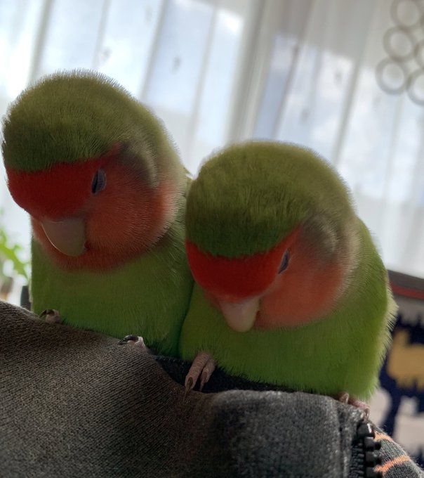 肩に乗ったコザクラインコが おとなしいな と思ったら 2匹そろってスヤァと寝落ちしている姿がたまらない ねとらぼ
