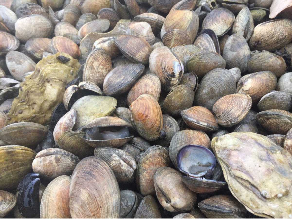 WASeaGrant's tweet photo. A new Harmful Algal Bloom Research and Monitoring Initiative will focus on recently-identified culprits behind shellfish mortality events - thanks to funding from @noaacoastalsci  Learn more https://t.co/2PETu1dj7O @SeaGrant @UWEnvironment @WaHouseGOP @RepDerekKilmer https://t.co/auVSPZcM8v