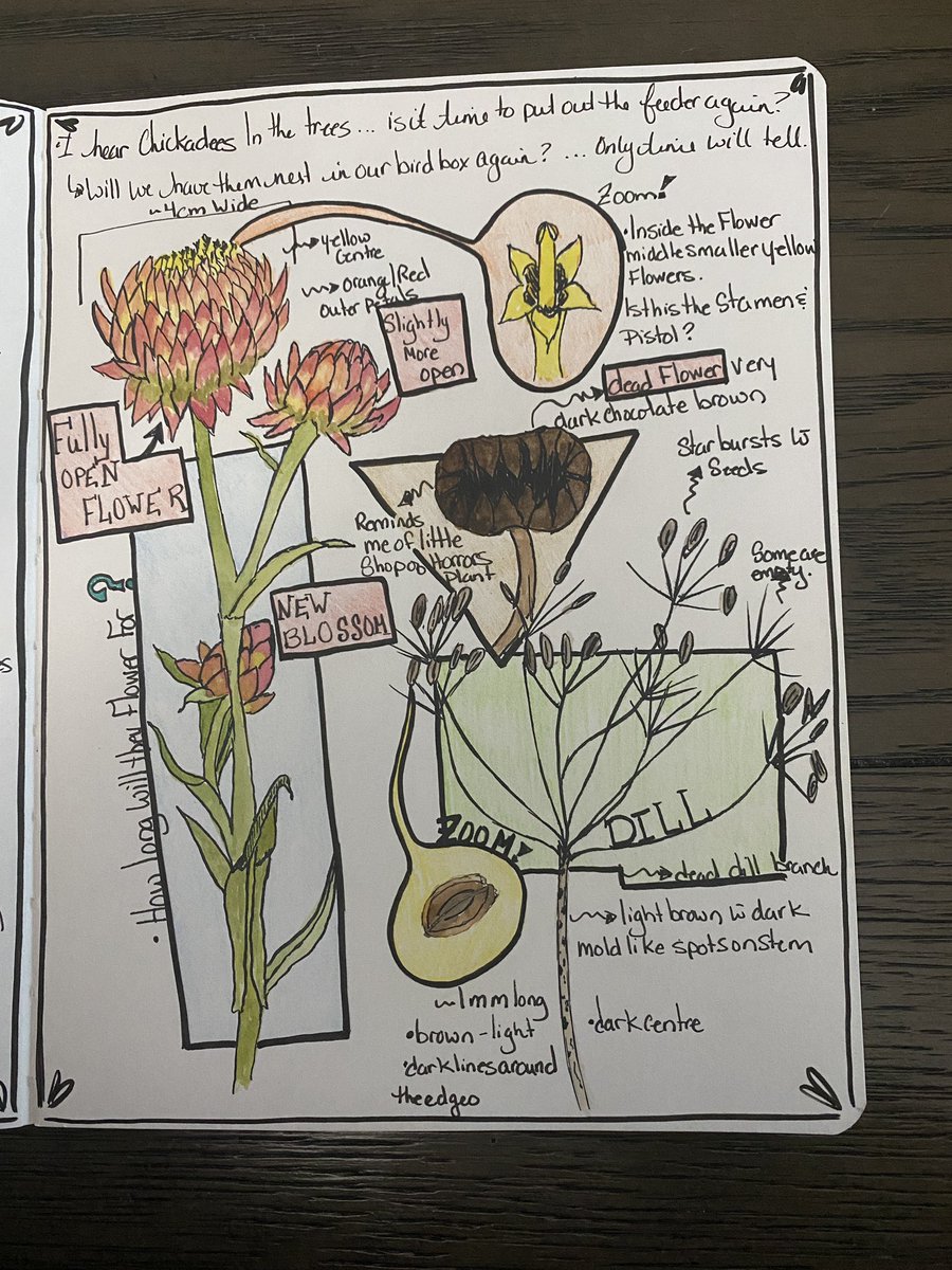 Although my kiddo was home sick today I was able to take some time for a #sitspot in the #garden. I love everything about #Naturejournaling it is relaxing, creative, includes #science #math #language! #naturejournal #grateful #enviroed #wellness
