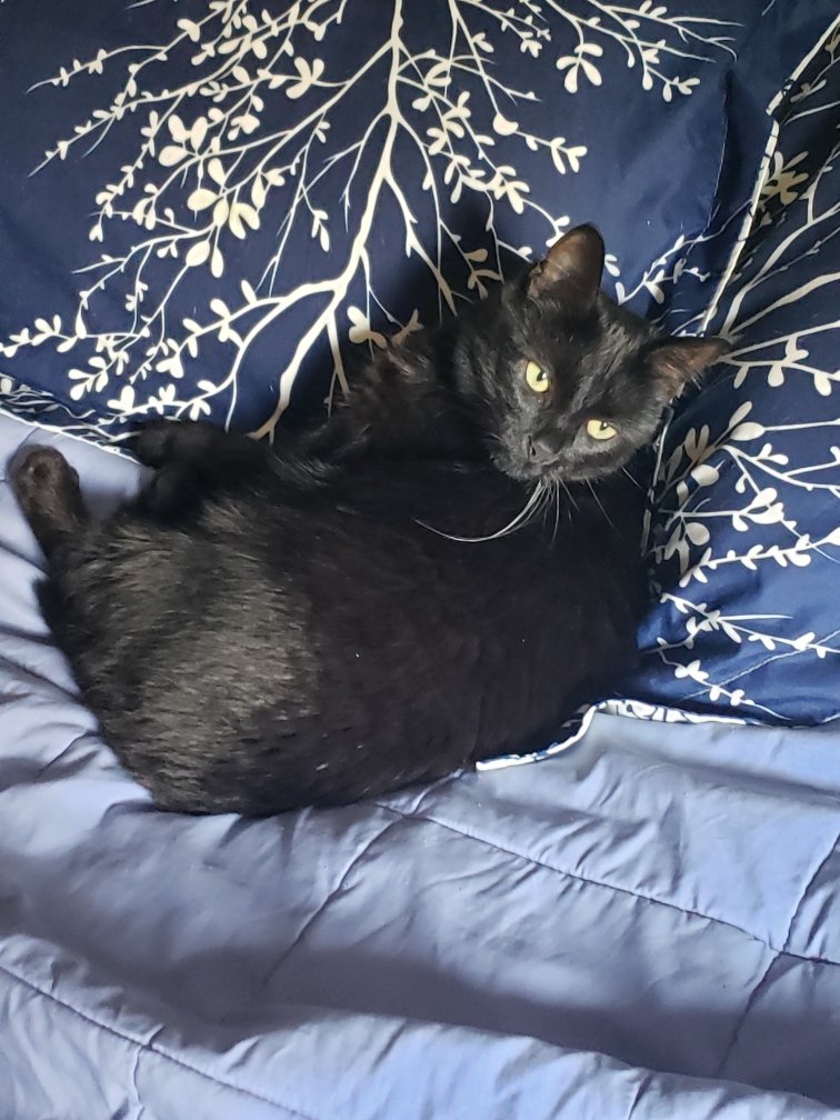 LinusPaulingCat's tweet photo. Happy #blackcatappreciationday to my favorite black cat Pi! https://t.co/WGA8pFXzzs