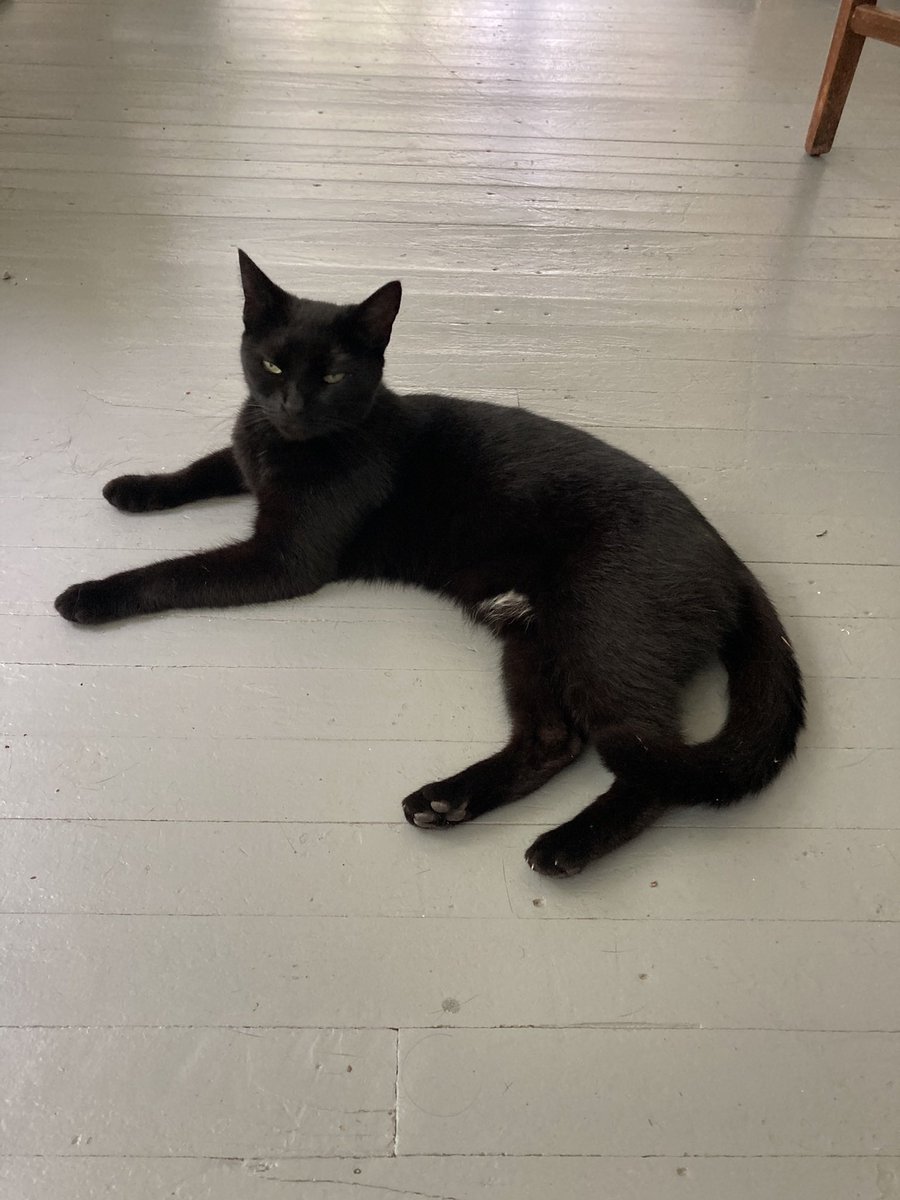 lecorgne's tweet photo. @wdsu This is NeMu. We call her Mu. 😻 https://t.co/awWuB7naTa
