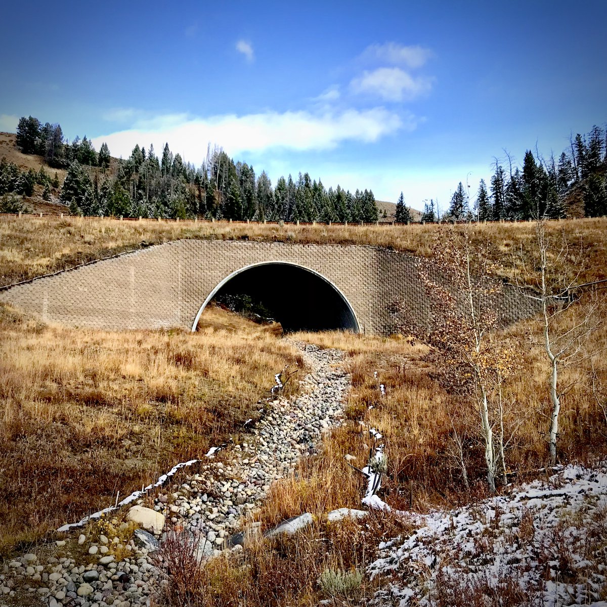 wyo_migrations's tweet photo. This #WildlifeCrossing structure is one of the most beautiful in Wyoming, in our opinion. Built by @WYDOT_Northwest during reconstruction of US 26-287 over the Continental Divide at Togwotee Pass. Group π·of construction credit Paula McCormick. #IBrakeForMigration @WindRiverWY https://t.co/XcoGc61EHl