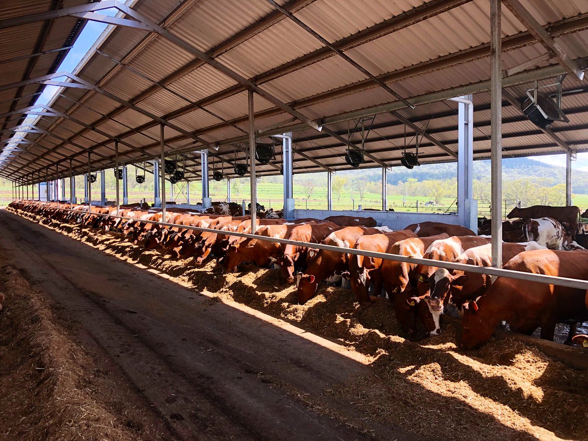 Cows enjoying the breakfast 🐮🌾🌽