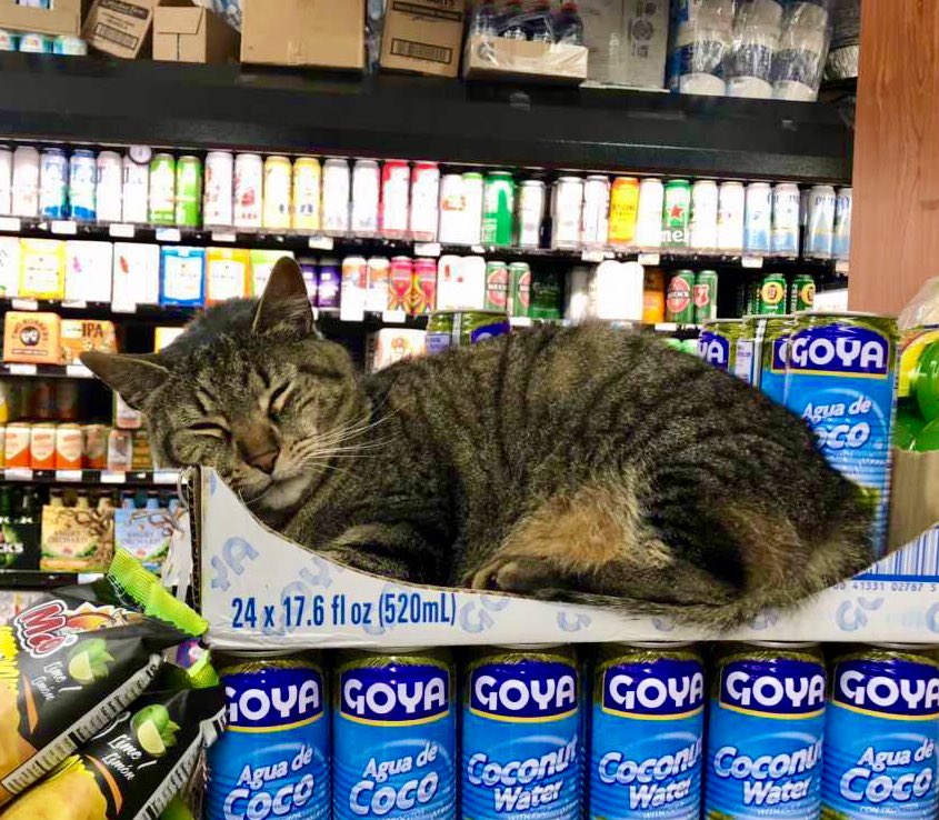 Bodega Cats (@bodegacats_) on Twitter photo 