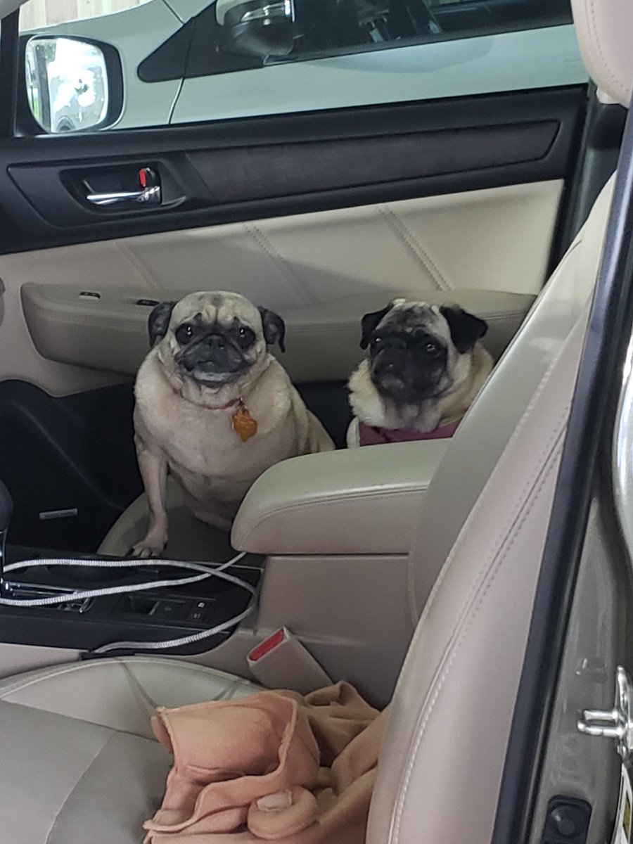 What a fun time at the Mental Health event! My pug, Emmylou had so much fun that she didn't want to get out of the car when we got home, even when her sister tried to convince her! <a href="/SamRayburn_HS/">Sam Rayburn High School</a> <a href="/TexanCounselors/">SRHS Counseling Center</a>