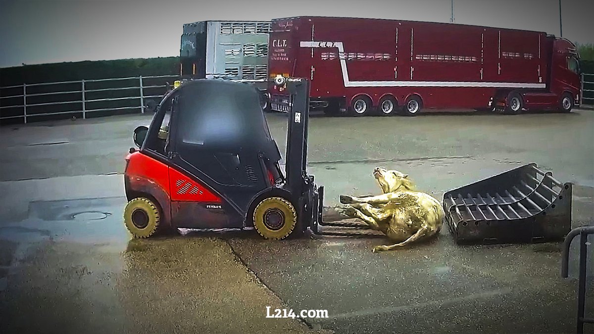 À l'abattoir Bigard de Cuiseaux, les services vétérinaires sont dépassés: alors que 500 bovins sont tués chaque jour, seulement 1 à 2 % des abattages sont contrôlés. 
#L214 porte plainte contre l’État. 👉 l214.com/enquetes/2021/…