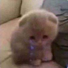 solo pido un shoyo o un bokuto para pololear