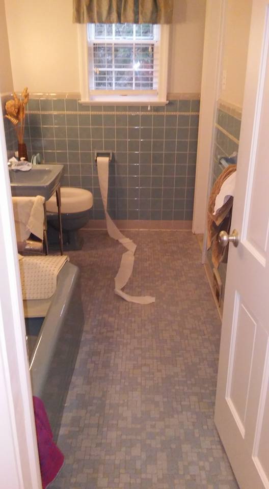 davidcbrownell's tweet photo. @greta I believe that this is a right of passage for cats! https://t.co/AFFUl2YsPe