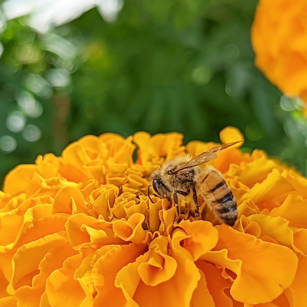 SomeGadgetGuy's tweet photo. So happy I can share more pics from the #Pixel6Pro! Like this busy little #bee in the shade DIGGING into this #flower. The phone is brilliant at a quick grab, #sliceoflife moment like this. #giftfromgoogle #teampixel #android #androidography #nature #flo… https://t.co/az4ocU7Lg4 https://t.co/nuWMCFMNbi