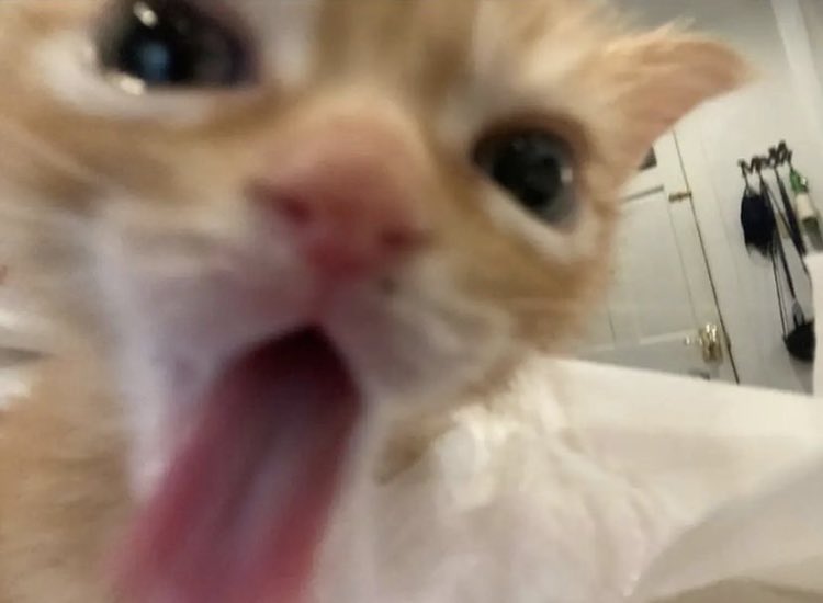 ❋ 𝐈𝐜𝐨𝐧𝐬 ✓  Best cat memes, Cat memes, Cats