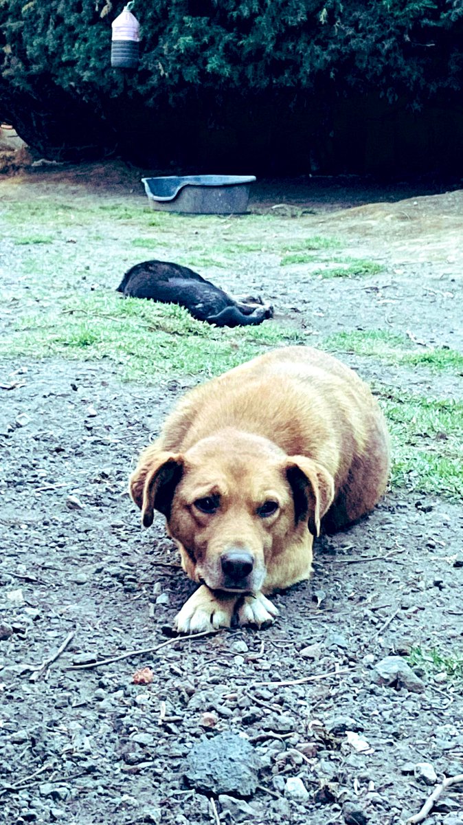RefugiOceaniCAN's tweet photo. Casual, esperando el gran día de mi adopción.
Atte.
📸Wuerejo 
#Oceanican #AdoptaUnOceanican #RefugiOceanican #love #perros #doggy #cdmx #shelterdog https://t.co/x4sTC2z0zG