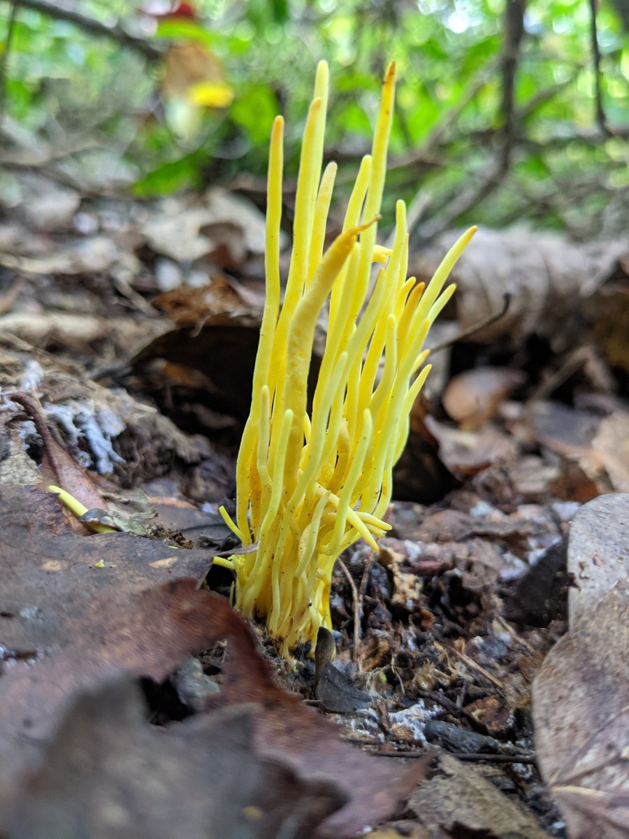 suburbanjungle_'s tweet photo. This golden spindle fungus looks like a spooky little campfire 🔥 https://t.co/4qms4WA83O