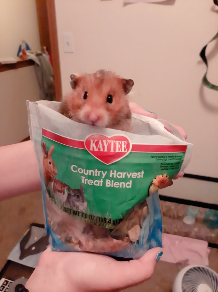 AkaOrangejuice's tweet photo. My brother, the hamster, got into his treat bag! If that isn't product advertising I don't know what is!

#kaytee #kayteetreats #hamsterfood #productadvertisment #boobear #bestesthammyever https://t.co/vDxnQzrKjX
