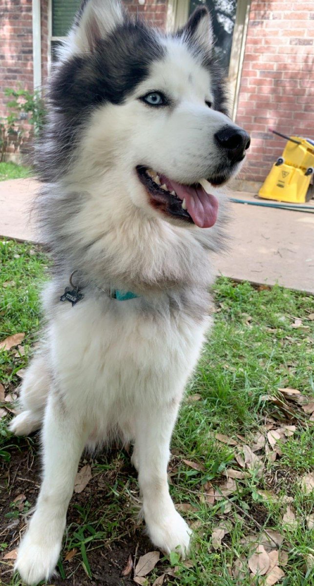 EnriqueRosas17's tweet photo. Please RT. Titan went missing down Union Bower if you see him or know the whereabouts please DM https://t.co/j7LNLCKciZ