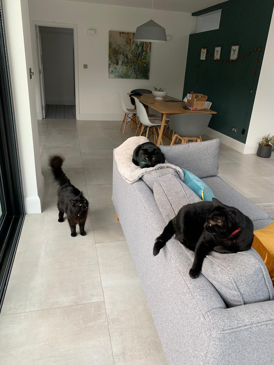 AndreaTaylor50's tweet photo. #nationalblackcatday https://t.co/pW5DpJkeYJ