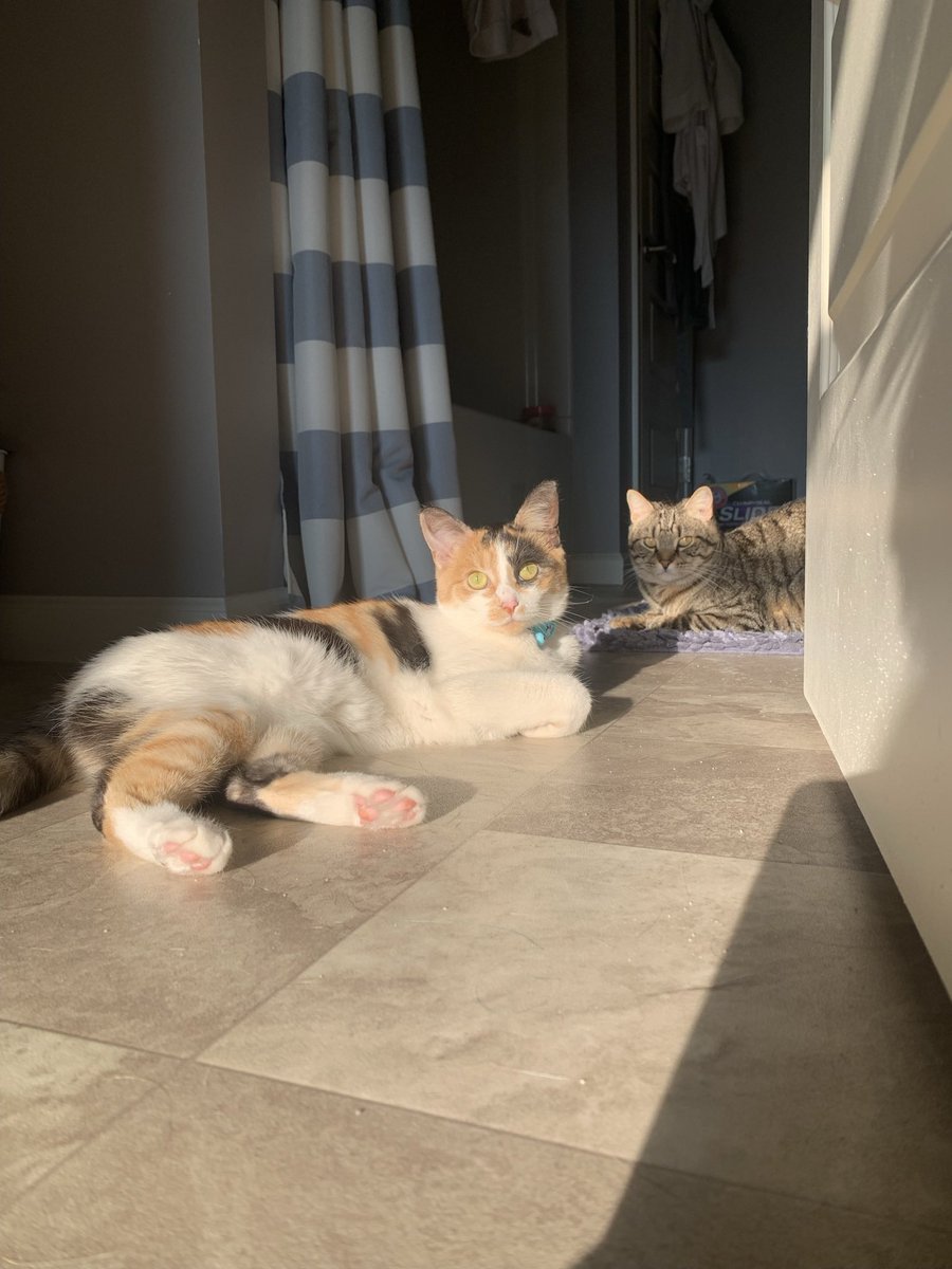jordanvanda's tweet photo. @IvyKungu My babies Fiji and Malibu (bu or mali for short) 😍 I love this thread https://t.co/Asg3MIiNxH
