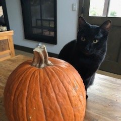 Angel_Antin's tweet photo. October 27 - just a few minutes left
#NationalBlackCatDay
#NationalBlackCatDay2021
We're grateful to Scout, who's a terrific companion for our child.
Cheers to you, Scout! 
Thank you, @DDFL
Basalt, Colorado https://t.co/nE6oiDGjDQ