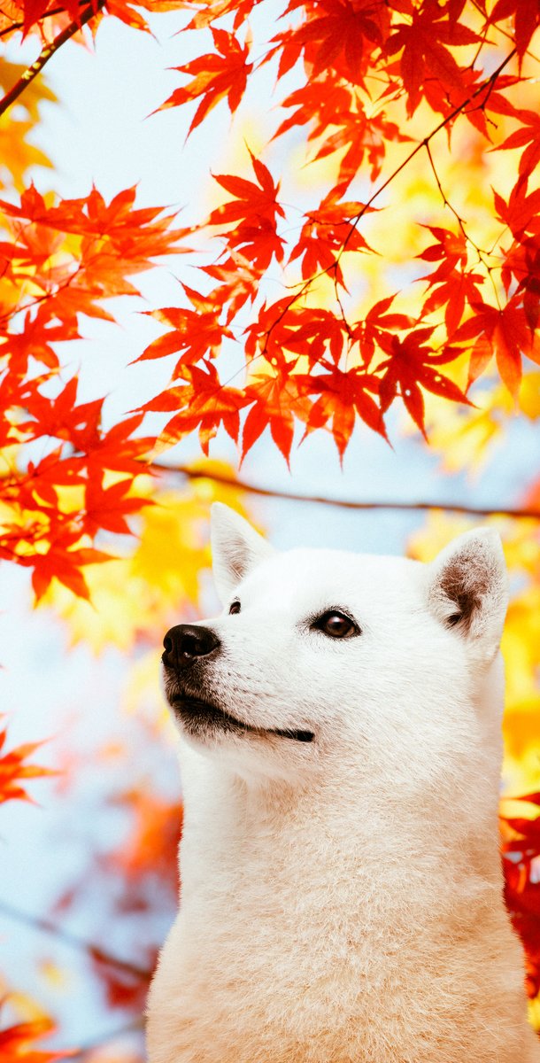 Softbank Softbank Twitter Analytics Trendsmap