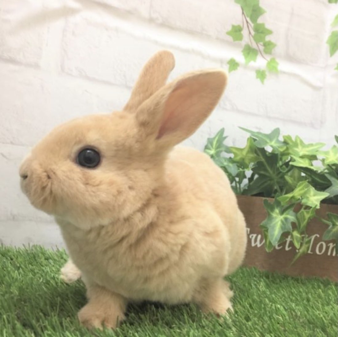 うさぎのぷぅちゃん ぷぅちゃんをお迎えした時 生後3ヶ月半で体重 も1 5キロあって既に体が大きかったけど 大きい子の方が安心するから迷わずお迎えした けど たまにふと写真の時の赤ちゃんぷぅちゃんにも会ってみたかったなぁなんて思ったりもする うさぎのぷぅちゃん ぷぅちゃんをお迎えした時 生後3ヶ月半で体重 も1 5キロあって既に体が大きかったけど 大きい子の方が安心するから迷わずお迎えした けど たまにふと写真の時の赤ちゃんぷぅちゃんにも会ってみたかったなぁなんて思ったりもする
