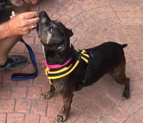 Indi aged 3 Staffie/Whippet, sadly been found to have heart problems, having seen a specialist and so will stay in foster care at HQ with lots of love, cuddles and sausages. She could leave us at any time :((. If you would like to make a donation, justgiving.com/Charity/Donate…