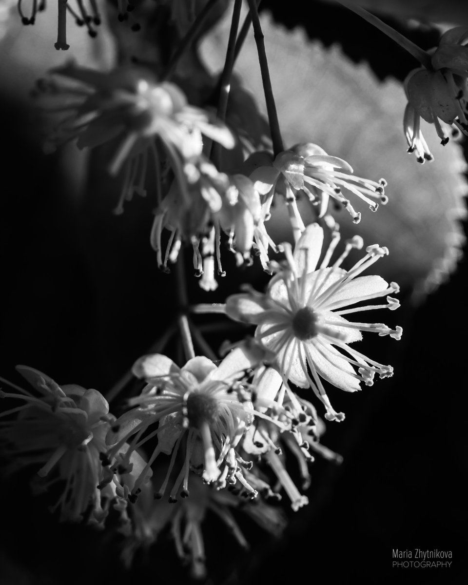 Linden Blossom.

#londonphotographer #blackandwhite #monochrome #blackandwhitephotography #fineartphotography #flowerphotography #limetreeblossom #lindenblossom #contrast #lumixgh4 #lumixuk #panasonicleica
