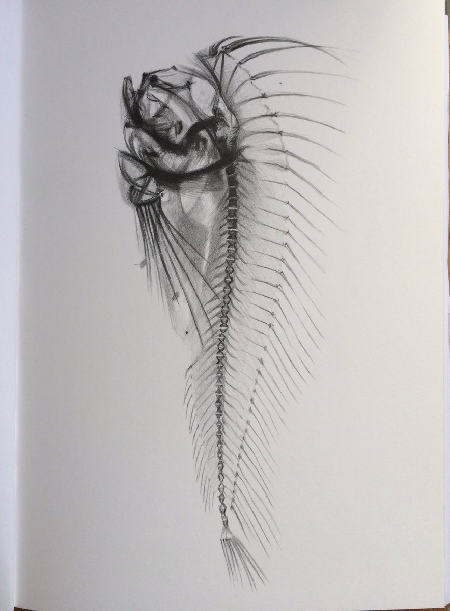 SheilaWallis's tweet image. #Visualresearch on a series of #watercolours finds me in The @AustralianMuseum. With X-rays and CT scans held in public collections there is scope for transformation, but its tricky, as they are already such fascinating, beautiful objects.  #Xraywatercolours #sheilawallis