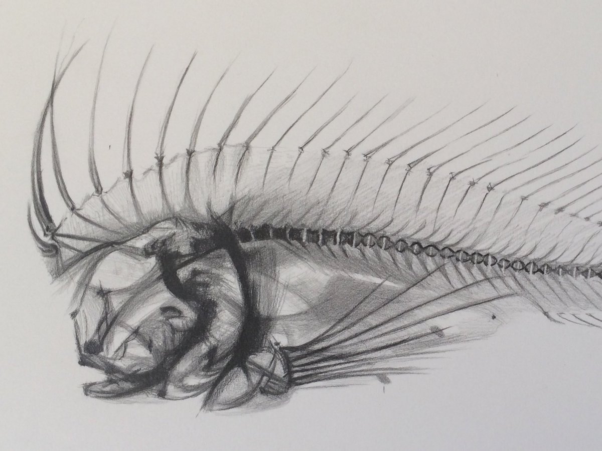 SheilaWallis's tweet image. #Visualresearch on a series of #watercolours finds me in The @AustralianMuseum. With X-rays and CT scans held in public collections there is scope for transformation, but its tricky, as they are already such fascinating, beautiful objects.  #Xraywatercolours #sheilawallis