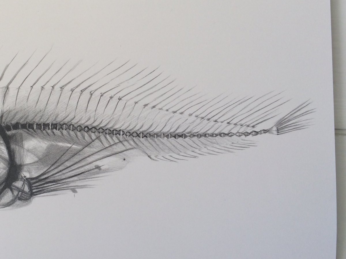 SheilaWallis's tweet image. #Visualresearch on a series of #watercolours finds me in The @AustralianMuseum. With X-rays and CT scans held in public collections there is scope for transformation, but its tricky, as they are already such fascinating, beautiful objects.  #Xraywatercolours #sheilawallis