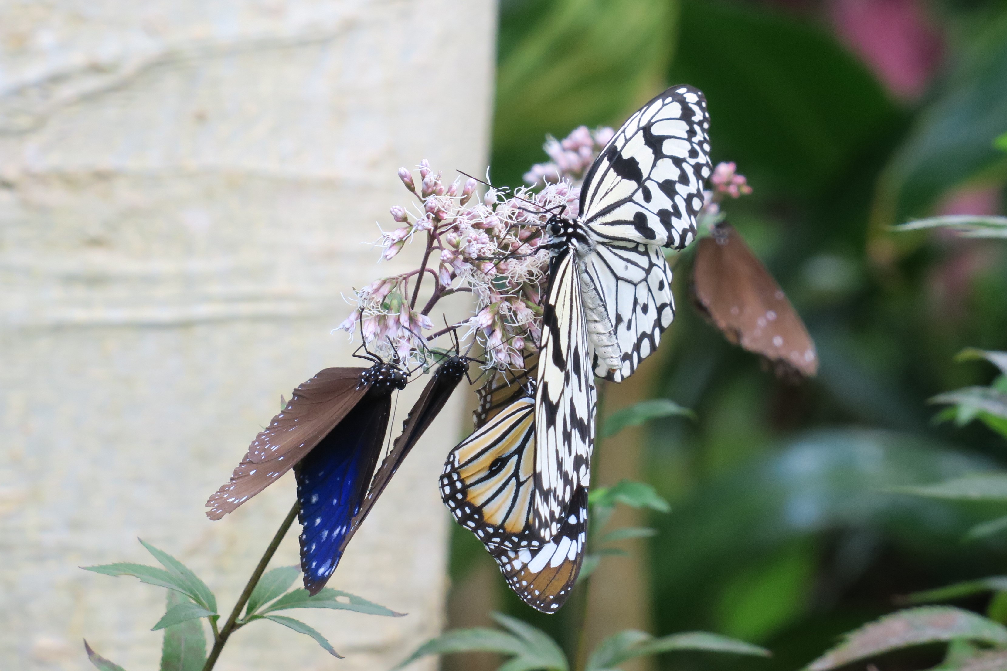 広島市森林公園こんちゅう館 Hirokon Insect Twitter