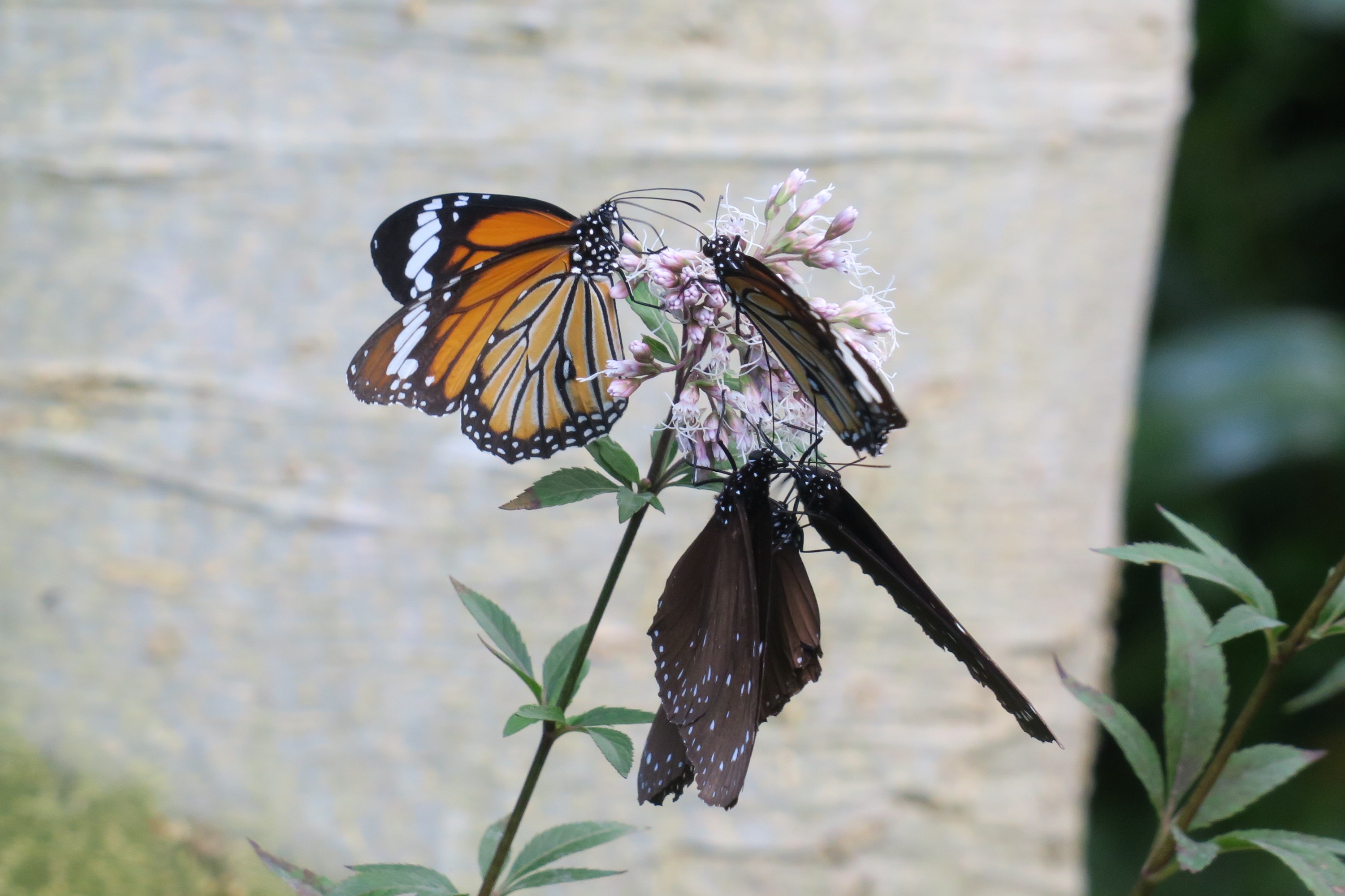 広島市森林公園こんちゅう館 Hirokon Insect Twitter