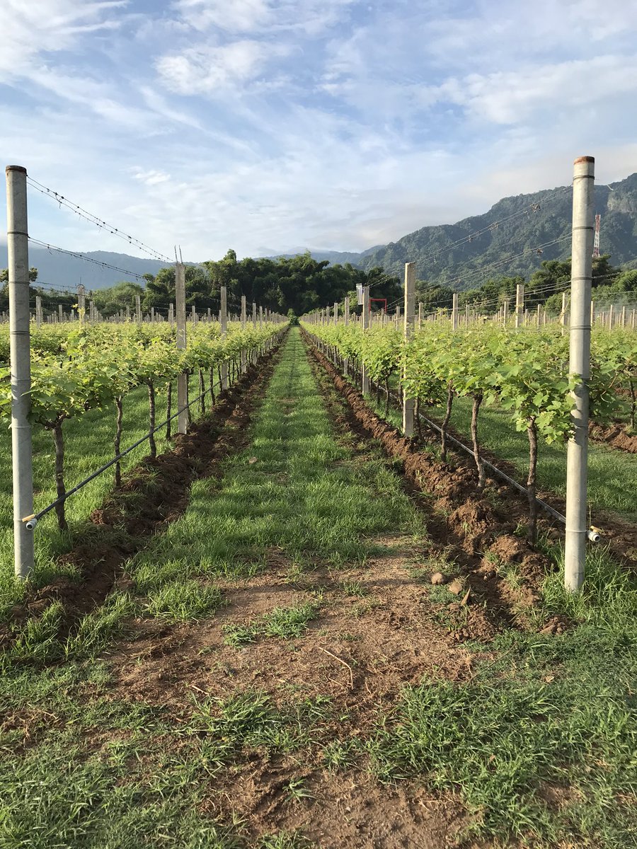 ArthaWijaya_'s tweet photo. Kebun anggur terluas di Indonesia adanya di Bali, yok yang mau travelling ke Bali, bisa berkunjung ke kebun anggurnya @hattenwines di desa sanggalangit. Disini kita bisa petik anggur dari berbagai varietas langsung dikebunnya dan minum wine langsung dengan view kebunnya langsung. https://t.co/piQLubPvef