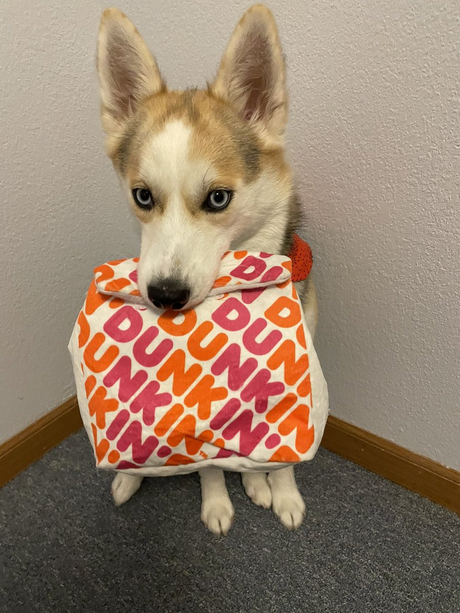 BaxendellKayla's tweet photo. @dunkindonuts, are you hiring? Keppra needs a job to keep paying for her puppuccino obsession. https://t.co/7WUdHxRZEK
