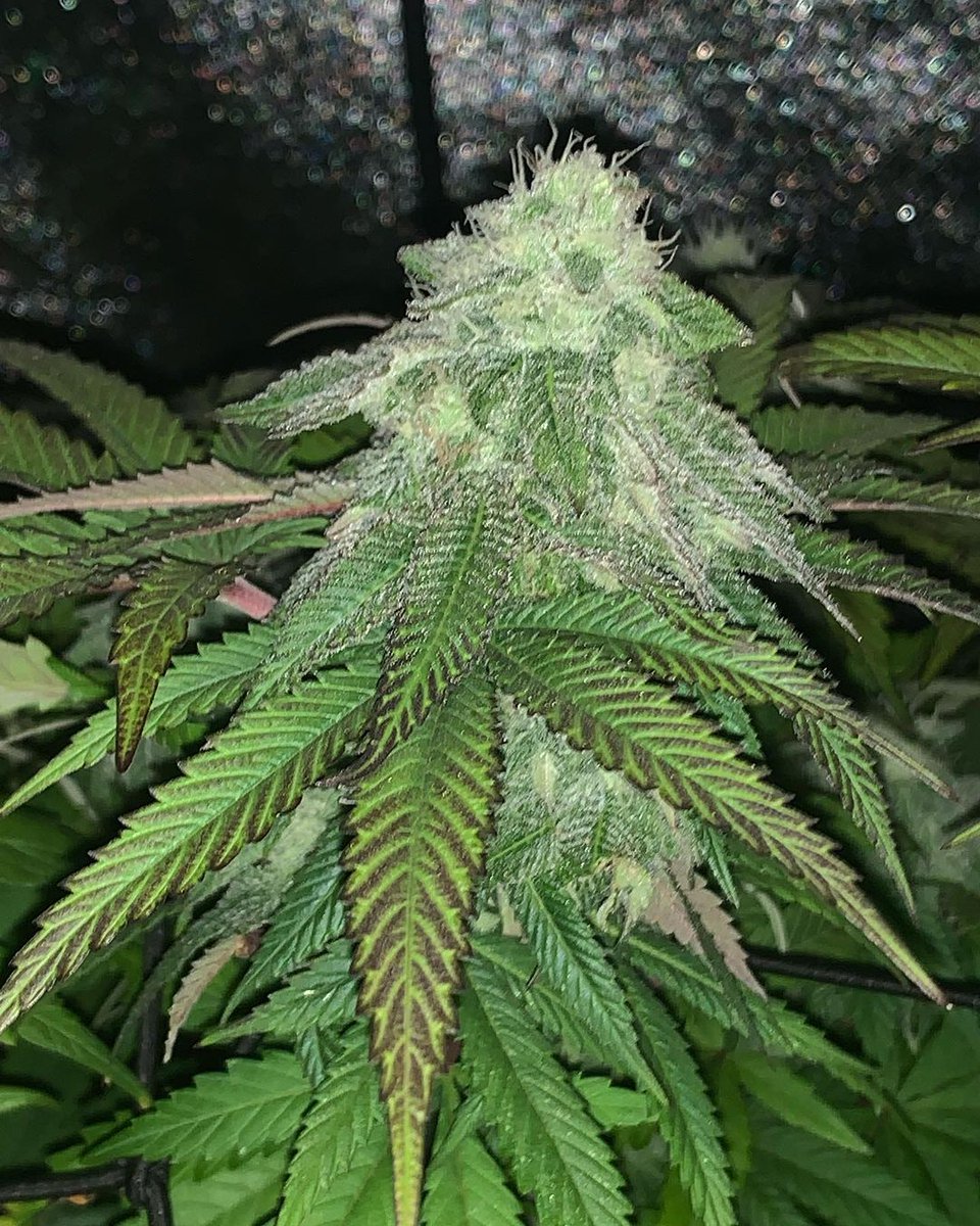 GeeklightC's tweet photo. Beautiful grow under Geekbeast Pro
https://t.co/g6e0iXGpR8
#geeklight #GeekBeast #geekbeastpro #geekbeast630 #ledgrow #ledgrown #ledgrowlights #ledgrowlight https://t.co/EznxP21hMb