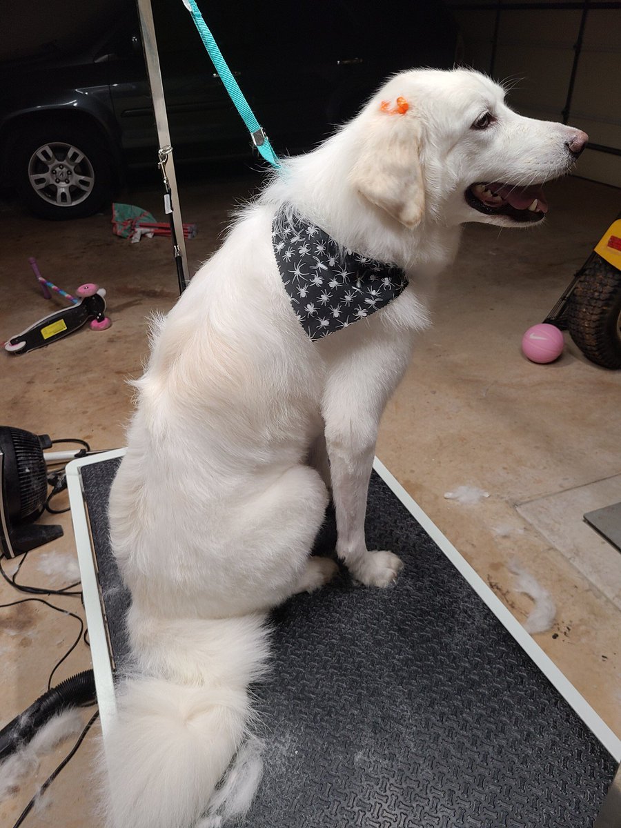 Enjoy these photos if my dog at the groomer with BOWS IN HER HAIR hahahahah