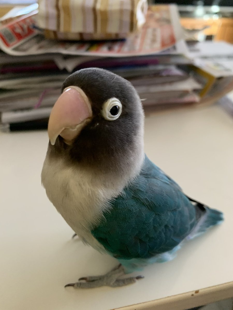 basuke1320's tweet photo. ボタンインコのあおちゃん（♀）
コザクラインコのりーちゃん（♀） https://t.co/17GN3Mt4S9
