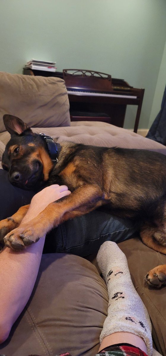 SanDiegoPete73's tweet photo. Someone decided it would be a good idea to lay down on Daddy...
#ApolloLife https://t.co/vCquT5ES9z