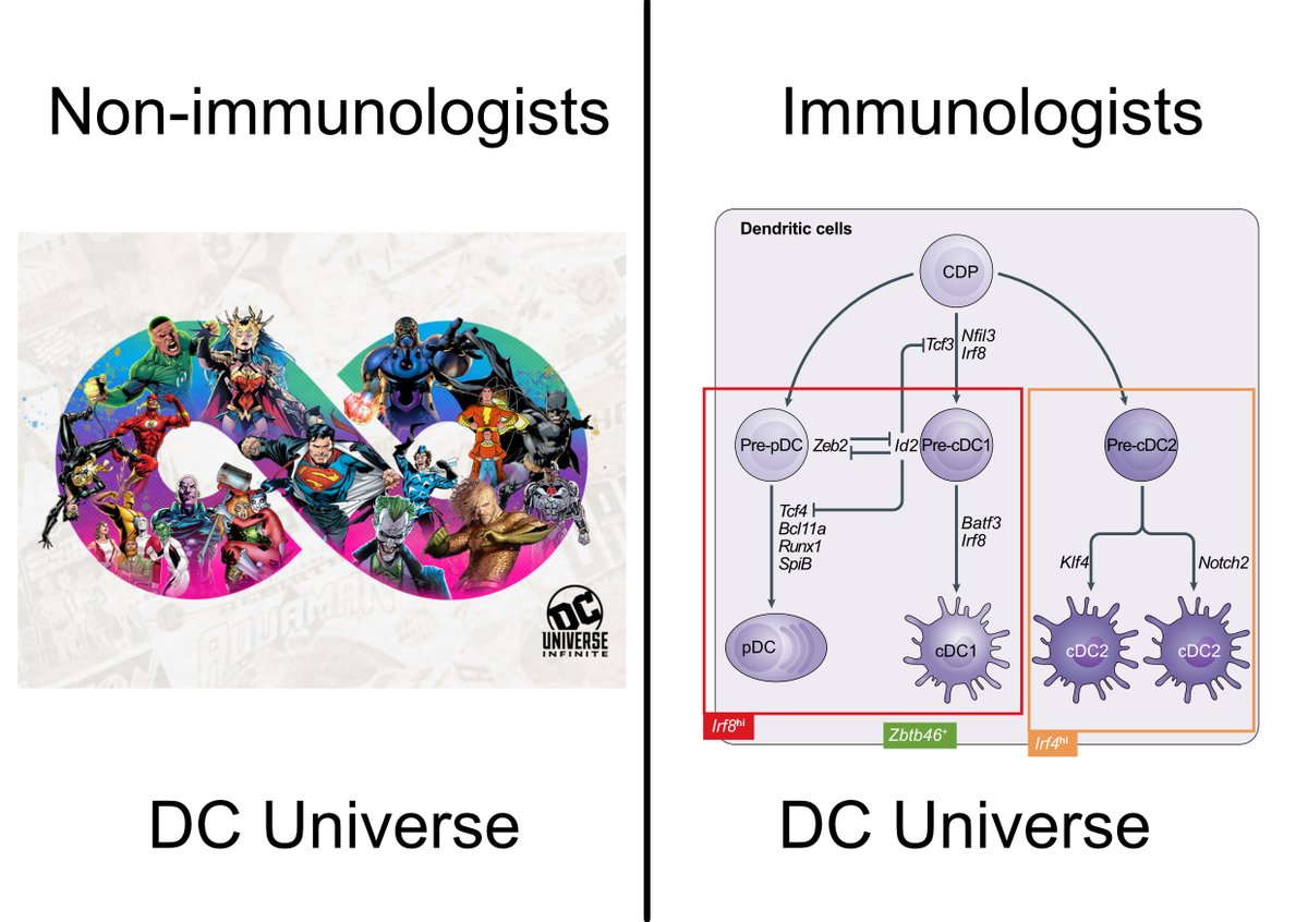 Singapore Immunology Network (@astar_sign) on Twitter photo Introducing the immunologists version of DC superheroes! <a href="/FGinhoux/">@realFlorentGinhoux</a>
Image on the right is obtained and modified from: Anderson, D.A. et al. Nat Rev Immunol 21, 101–115 (2021). #DC #immunology Introducing the immunologists version of DC superheroes! <a href="/FGinhoux/">@realFlorentGinhoux</a>
Image on the right is obtained and modified from: Anderson, D.A. et al. Nat Rev Immunol 21, 101–115 (2021). #DC #immunology