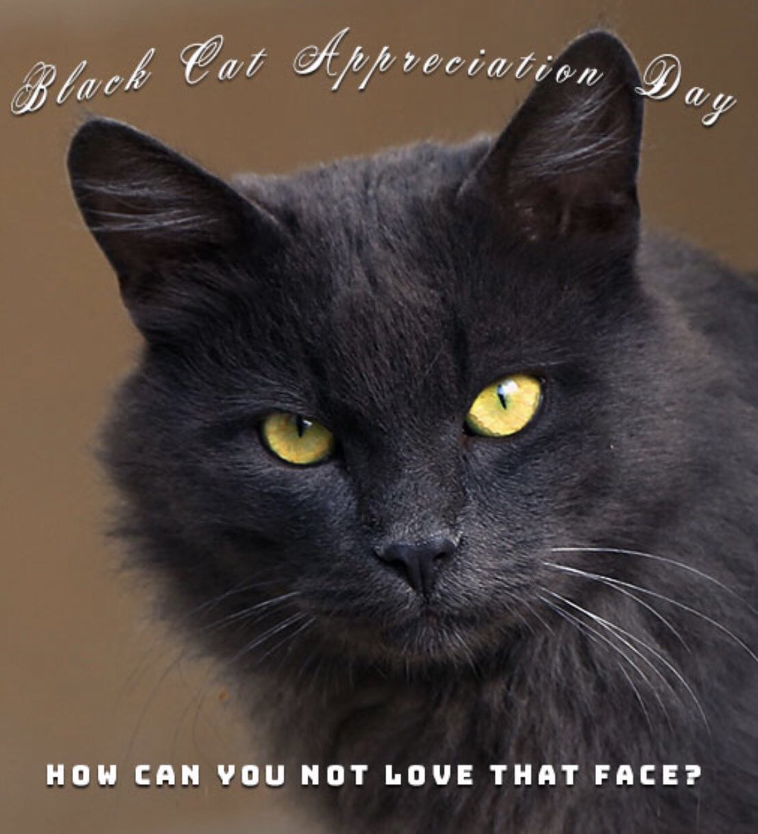GPFGeorgetown's tweet image. Happy National Black Cat Day
#blackcatappreciationday #BlackCatsRule