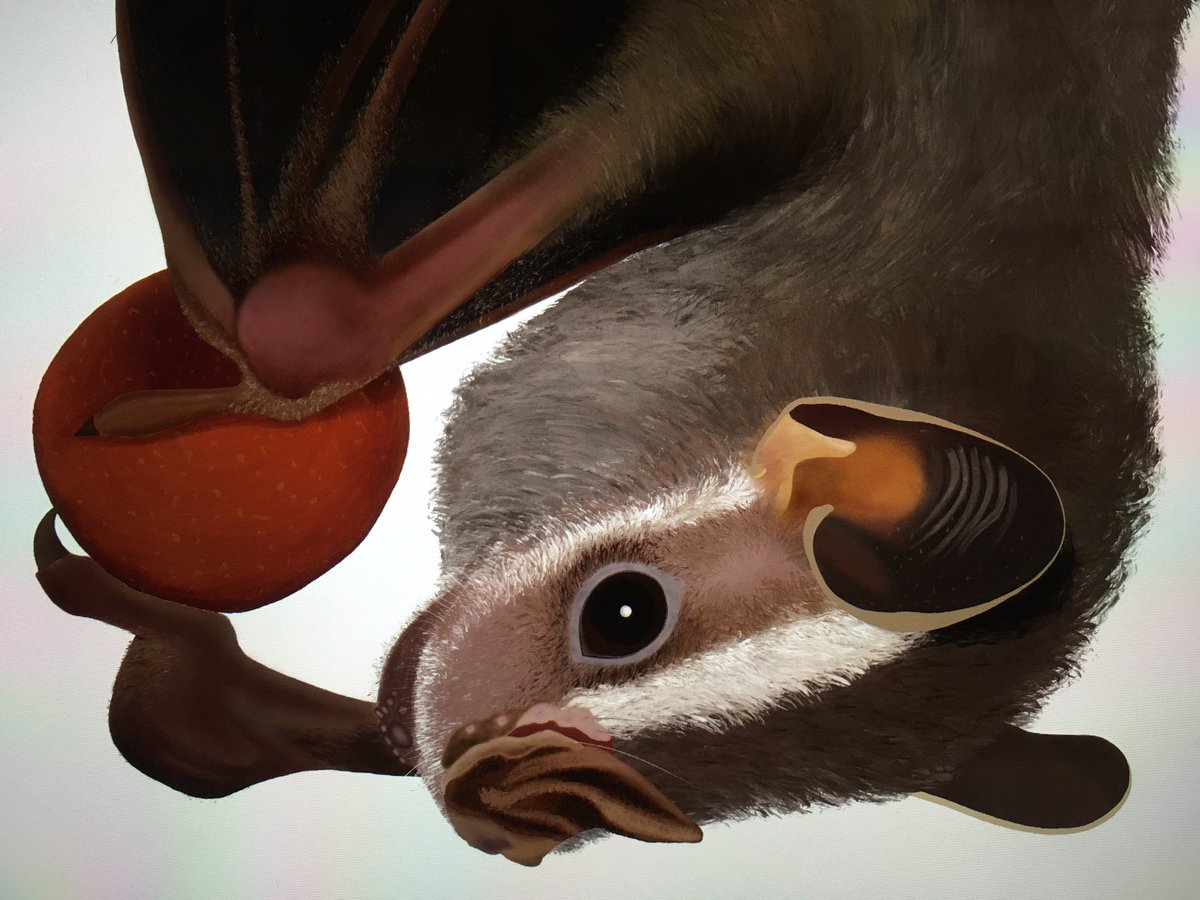Happy to share this new paper on bat ecology, seed dispersal and on the growing knowledge of animal plant interactions in the Neotropics. Gracias a todos los que ayudaron durante todo el proceso =) doi.org/10.1093/jmamma…