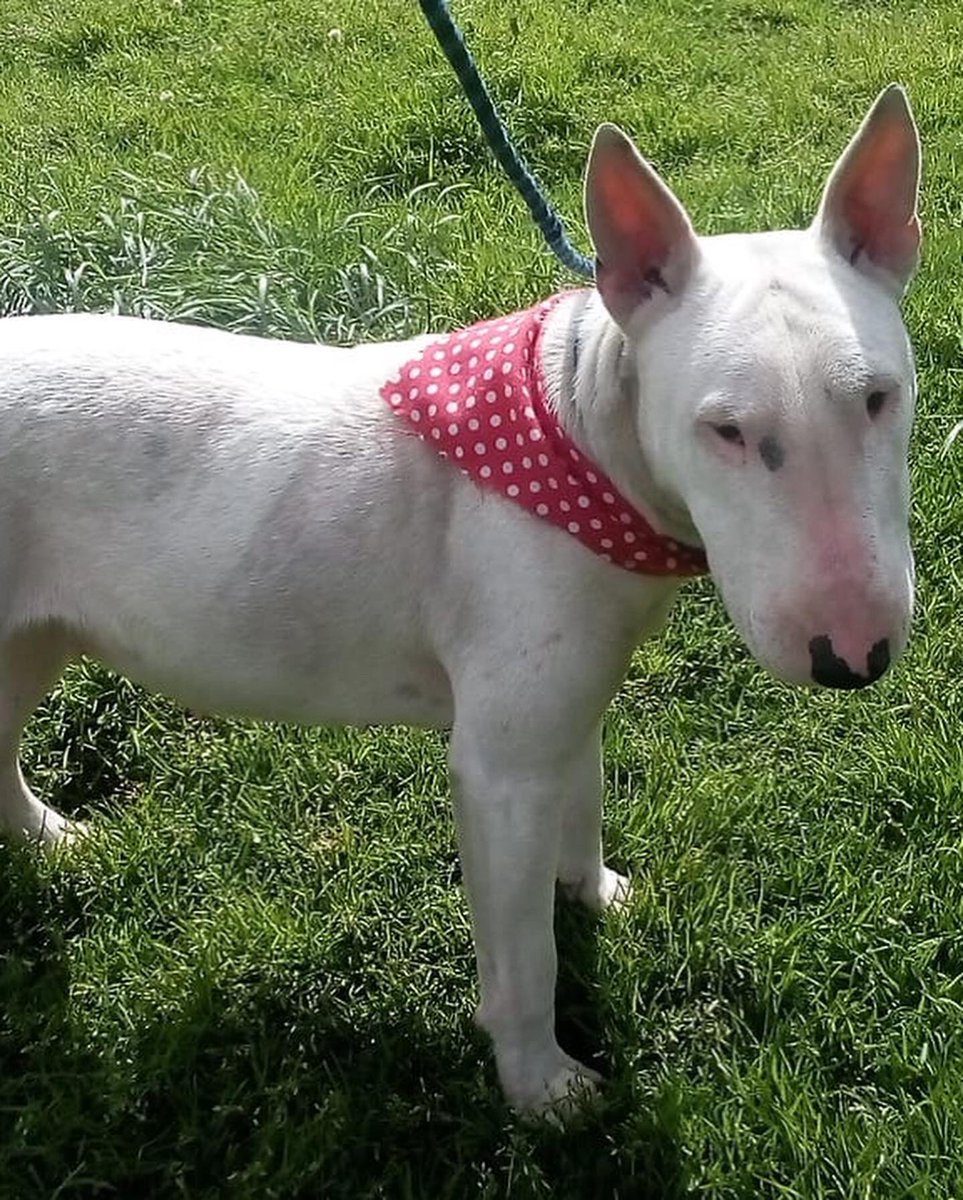 fundacionmiacol's tweet photo. ¡BIENVENIDA NALA💛!
La botaron de una camioneta en la carretera, ella salió corriendo detrás del auto pero el cansancio la venció😔.
La encontramos en una casa abandonada resguardándose de la lluvia y truenos, la llevamos a la Fundación donde estará llena de mucho amor❤️
#rescate https://t.co/LOOCRPIDrd