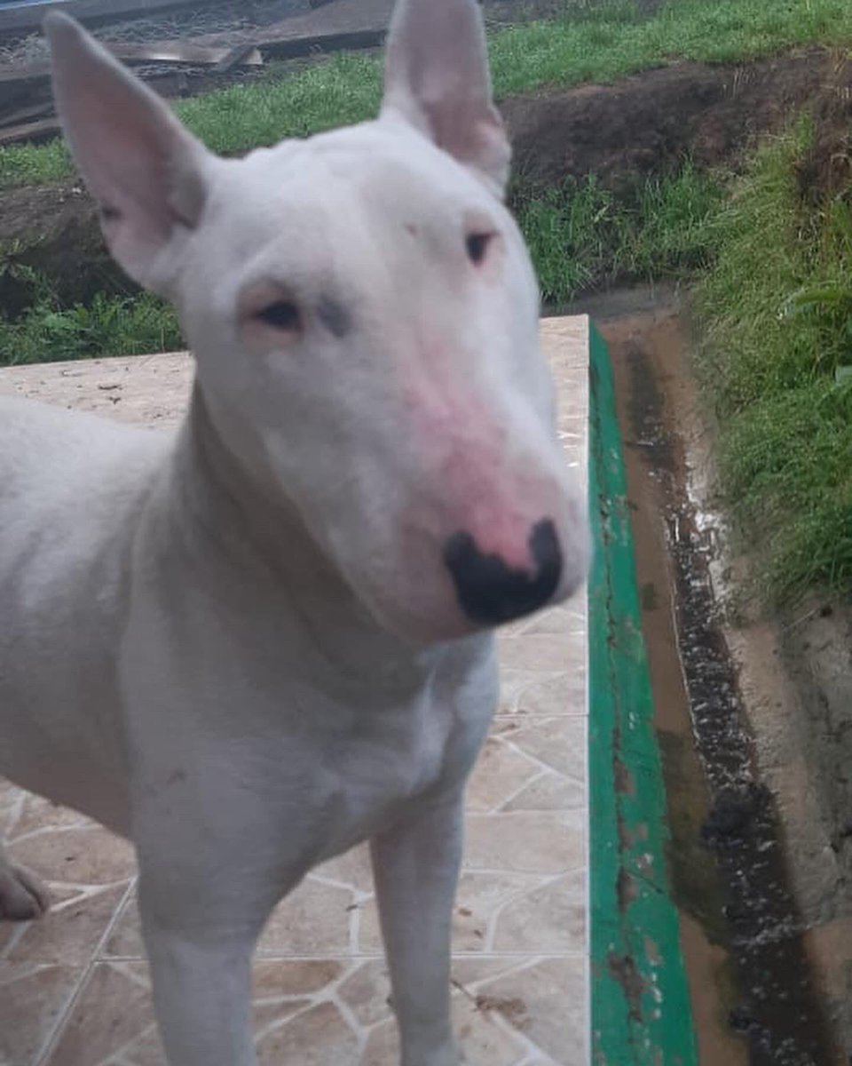 fundacionmiacol's tweet photo. ¡BIENVENIDA NALA💛!
La botaron de una camioneta en la carretera, ella salió corriendo detrás del auto pero el cansancio la venció😔.
La encontramos en una casa abandonada resguardándose de la lluvia y truenos, la llevamos a la Fundación donde estará llena de mucho amor❤️
#rescate https://t.co/LOOCRPIDrd
