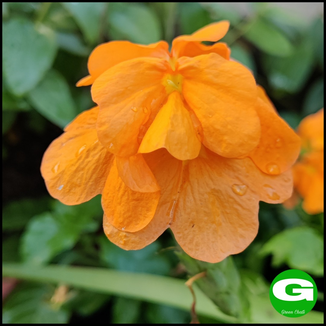 greenchats's tweet photo. Crossandra 
 #terracegarden #greenchats  #quintaflower #firecrackerplant #photographylovers #photochallenge #portraitphotography #naturephotography #naturelovers #nature #flowers #flowerphotography #bhfyp  #gardening #orangeflowers #crossandra #firecracker #firecrackerflower https://t.co/hyCK6EDXl1