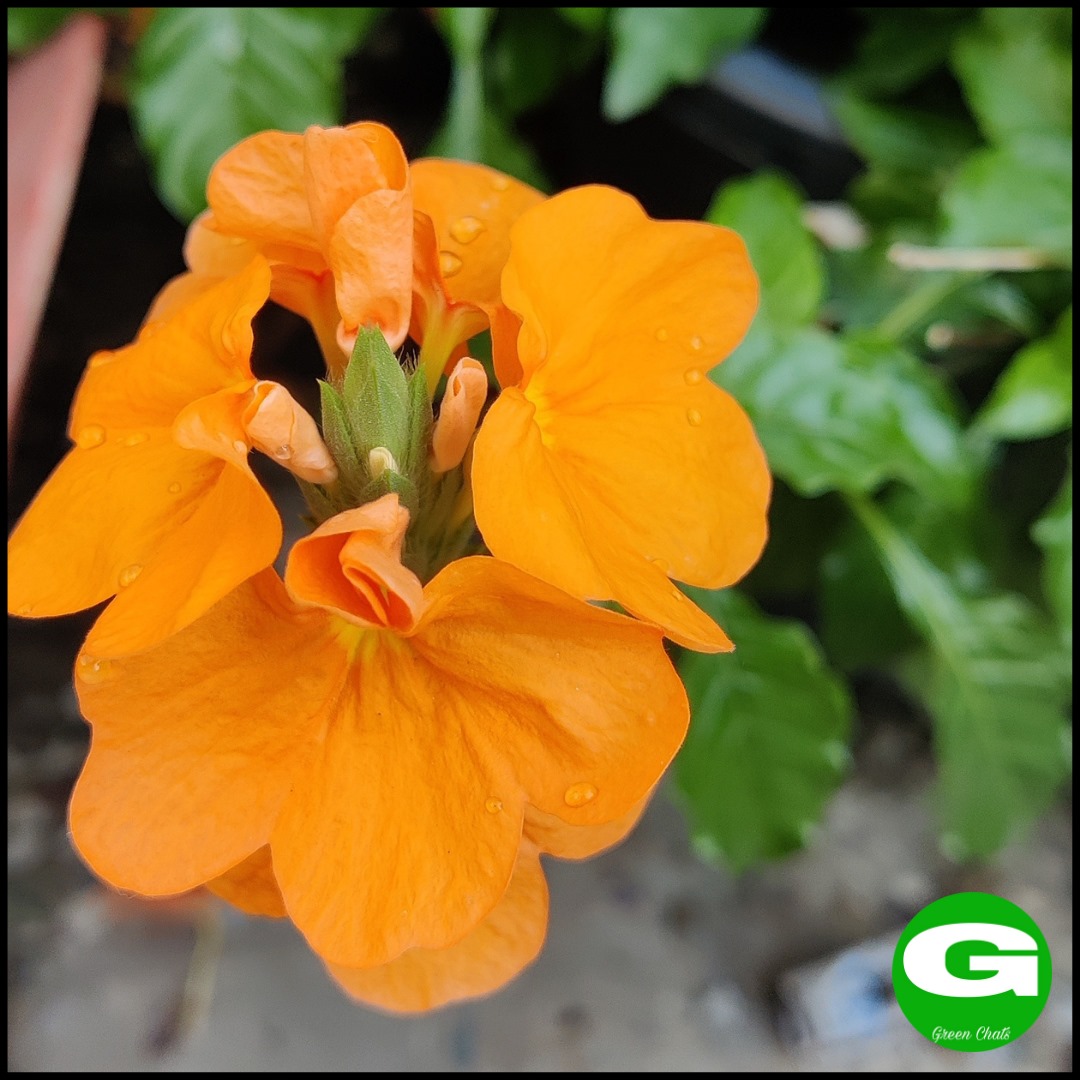 greenchats's tweet photo. Crossandra 
 #terracegarden #greenchats  #quintaflower #firecrackerplant #photographylovers #photochallenge #portraitphotography #naturephotography #naturelovers #nature #flowers #flowerphotography #bhfyp  #gardening #orangeflowers #crossandra #firecracker #firecrackerflower https://t.co/hyCK6EDXl1