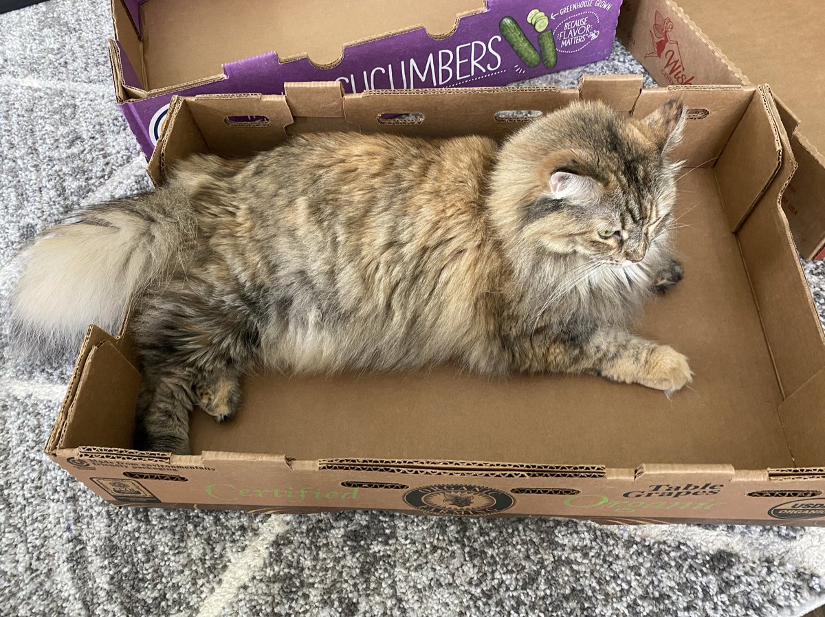 IntegresS_250's tweet photo. Chonk in the box. 
#CatsOfTwitter https://t.co/SGI80uSQNW