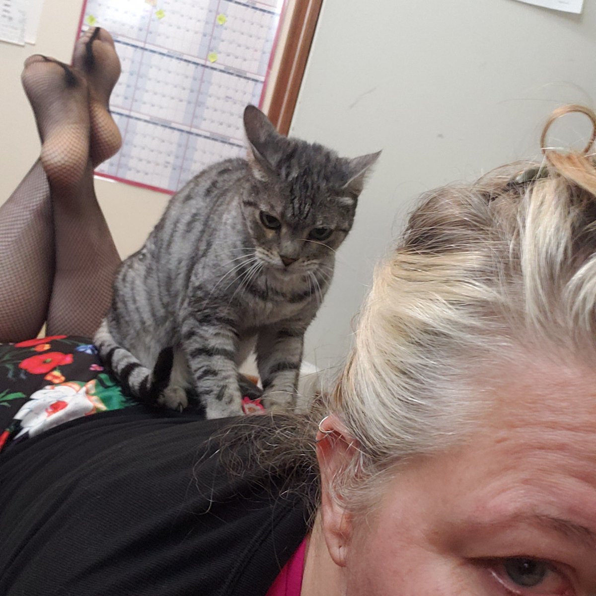 areallybiglife's tweet image. Late evening cranky biscut making. 
#fusscat