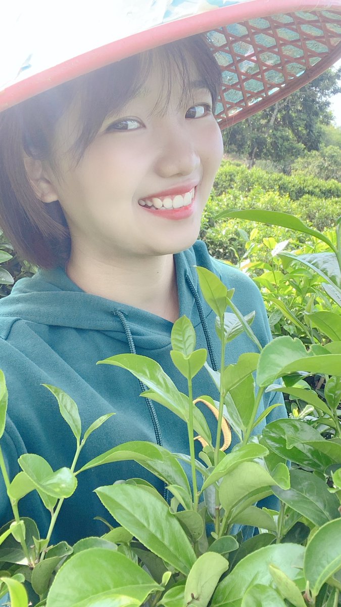 OrganicteaL's tweet photo. Picking time: the picking time must be from 1:00 p.m. to 3:00 p.m. on a sunny day. If you pick it in the morning on rainy days, the chlorogenic acid in fresh leaves will increase, the quality will deteriorate, and it is easy to make the aroma of tea poor. #tea #chinatea #oolong https://t.co/RcuMX2gNMb