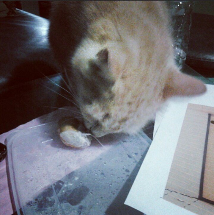 deeviana_'s tweet photo. @kochengfess Kucing apa bukan doyan duren https://t.co/kcJmr2HveS