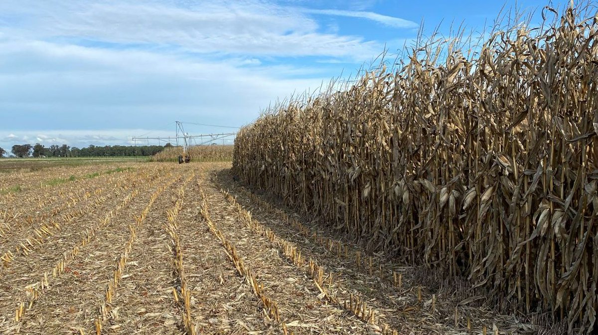 Riverine Plains tweet media