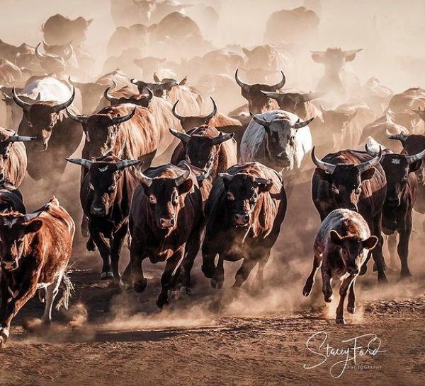 rftte's tweet photo. ASSISTANT MANAGER WANTED | Fossil Downs, Kimberley WA | Breeding and exporting operation running 20,000 head of Droughtmaster cattle over 1 million acres.
VIEW POSITION: https://t.co/jCOPl6bbjO
(Images Stacey Ford Photography via Instagram)
#jobs #rfttejobs #fossildowns https://t.co/ooTRDyi1Pd